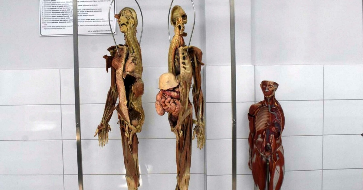 Tıp fakültelerinde kadavra sorunu